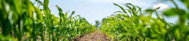 Maissipelto Maissipelto