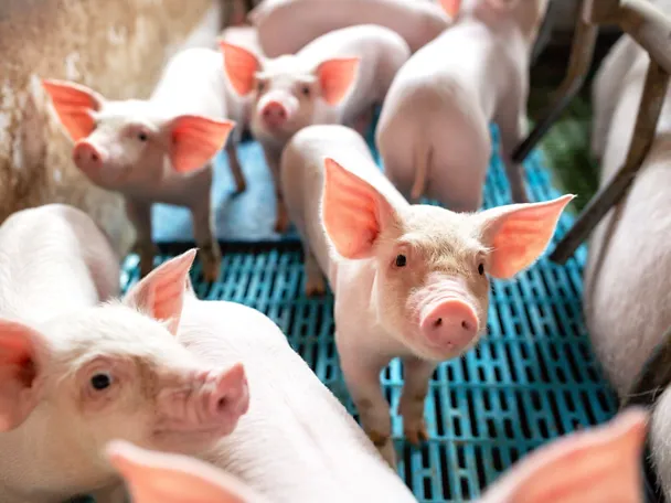 Porsaita porsituskarsinassa