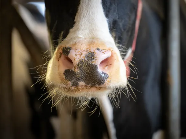 Lähikuva naudan turvasta