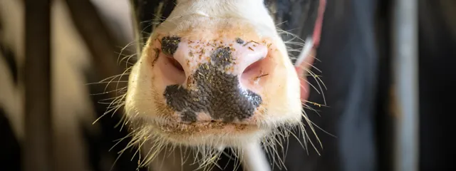 Lähikuva naudan turvasta