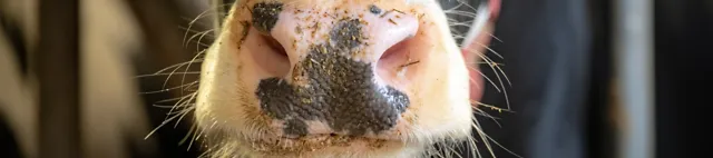 Lähikuva naudan turvasta