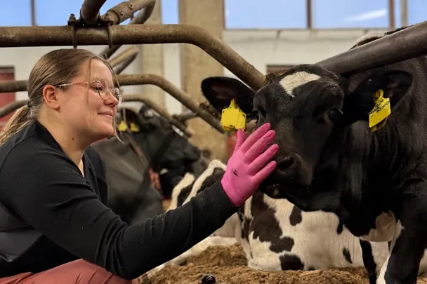 Katriina hoitaa lehmiä