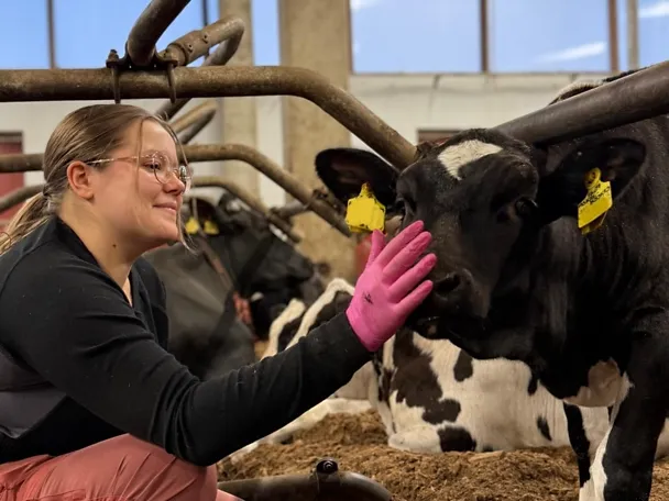 Katriina hoitaa lehmiä