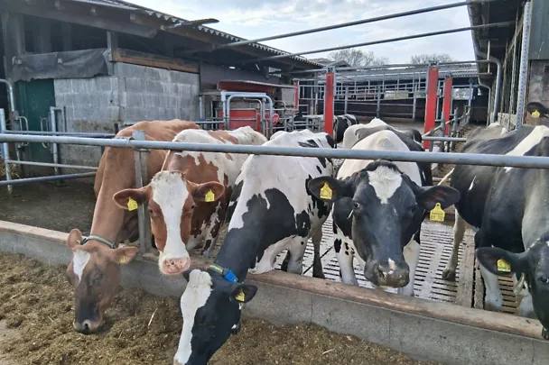 Malte Krohn - lehmät ulkona