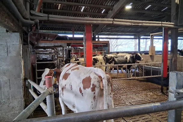 Lehmiä - Malte Krohn