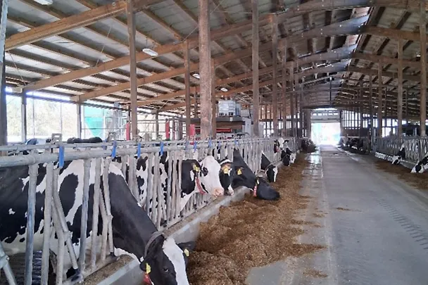 Lehmiä Hülsenbergin navetassa 