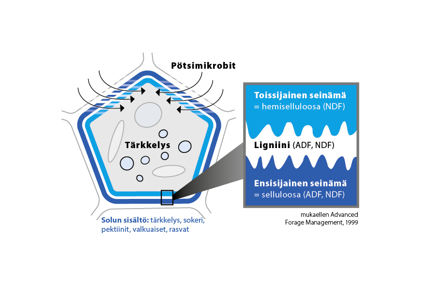Darstellungen_FI_2511195 - pötsimikrobit