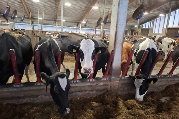 Maitokourimon lehmiä