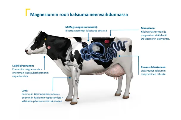 Magnesiumin (1)