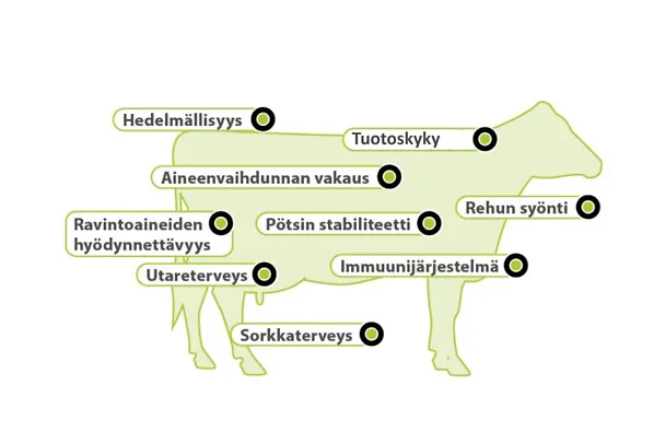 Aminotrace vaikutukset naudoille Aminotrace vaikutukset naudoille