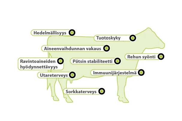 Aminotrace vaikutukset naudoille Aminotrace vaikutukset naudoille