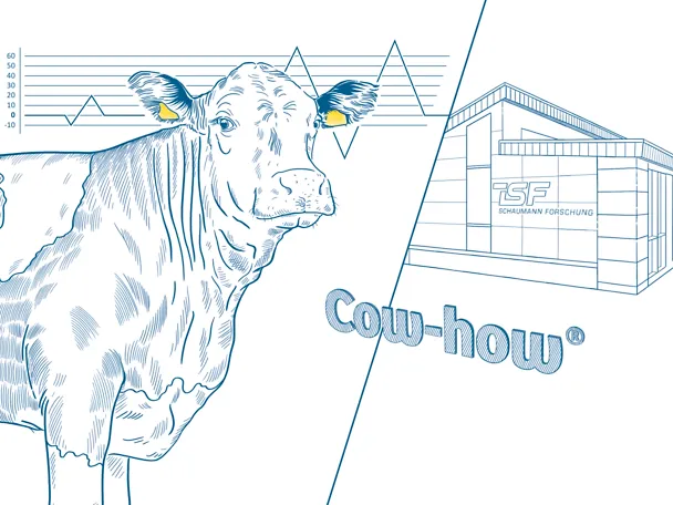 Cow how
