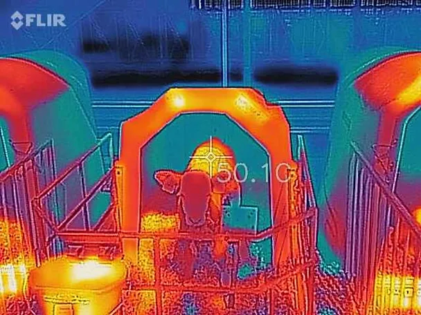 Hitzestress Kalb im Iglu