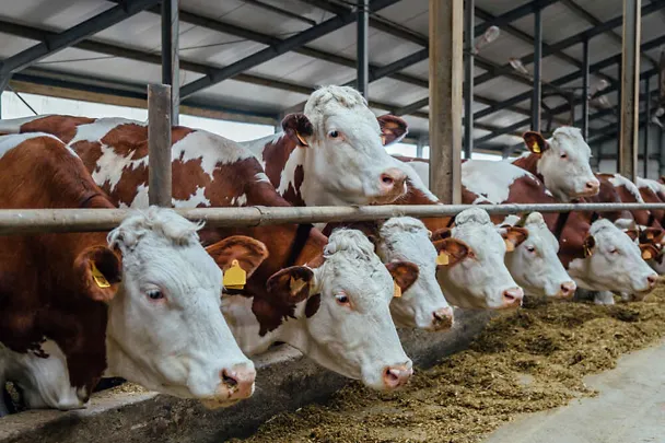 Fleckvieh -lehmät ruokintapöydän ääressä