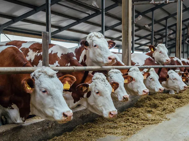 Fleckvieh -lehmät ruokintapöydän ääressä