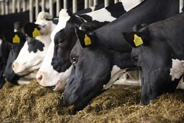 Lypsylehmät ruokintapöydän ääressä Lypsylehmät ruokintapöydän ääressä