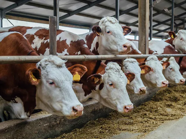 Fleckvieh -lehmät ruokintapöydän ääressä Fleckvieh -lehmät ruokintapöydän ääressä