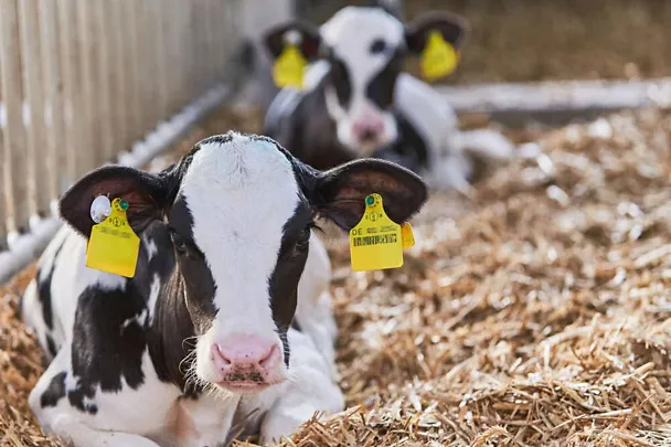 Vasikoita olkien päällä Vasikoita olkien päällä