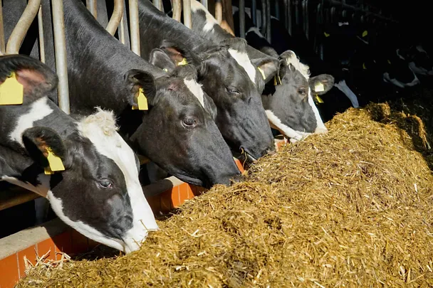 Lehmiä ruokintapöydän ääressä