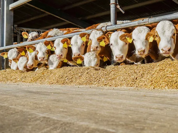 Sonnit ruokintapöydän äärellä