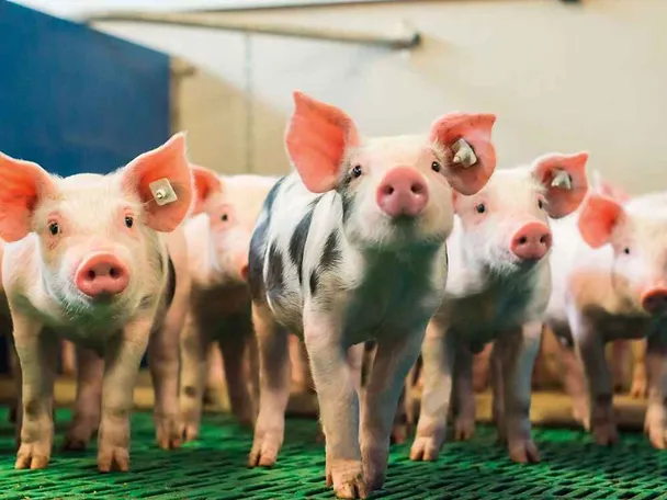 SCHAUMA PRO TAB tukee porsaiden hyvinvointia