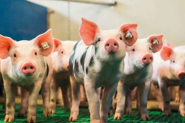 SCHAUMA PRO TAB huolehtii vieroitettujen porsaiden kunnosta