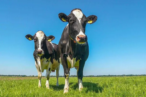 Pidä maitotuotos kesällä vakaana RINDAMIN BP:llä Pidä maitotuotos kesällä vakaana RINDAMIN BP:llä