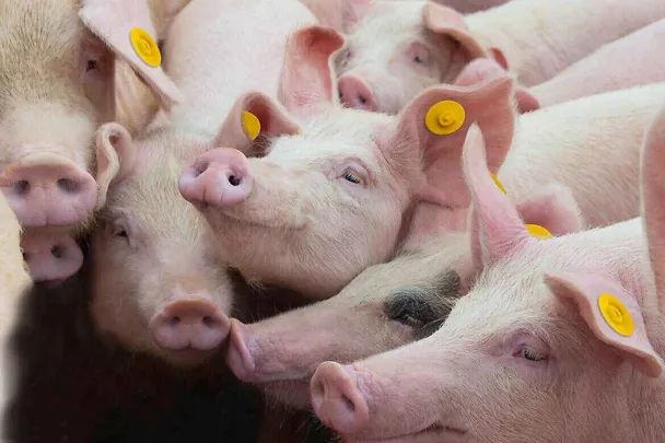 Ferkel stabilisieren Ferkel stabilisieren