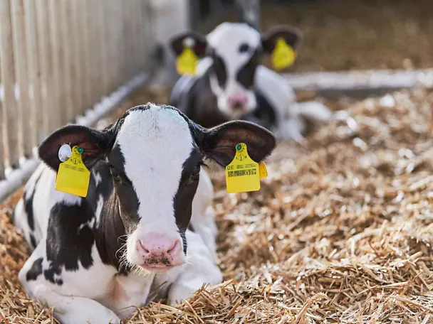 Vasikat olkien päällä 